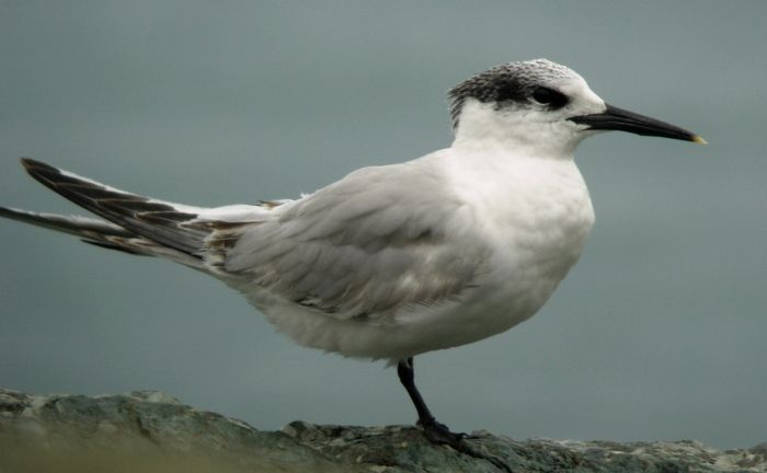 Cercasi Immagini Avifauna